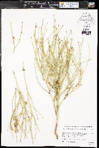 Lygodesmia juncea image