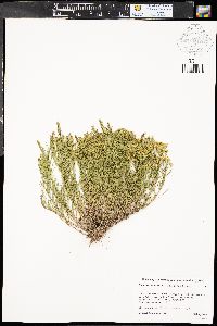 Gutierrezia sarothrae image