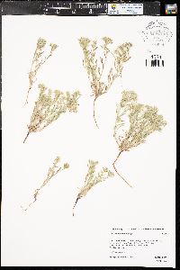 Cryptantha minima image