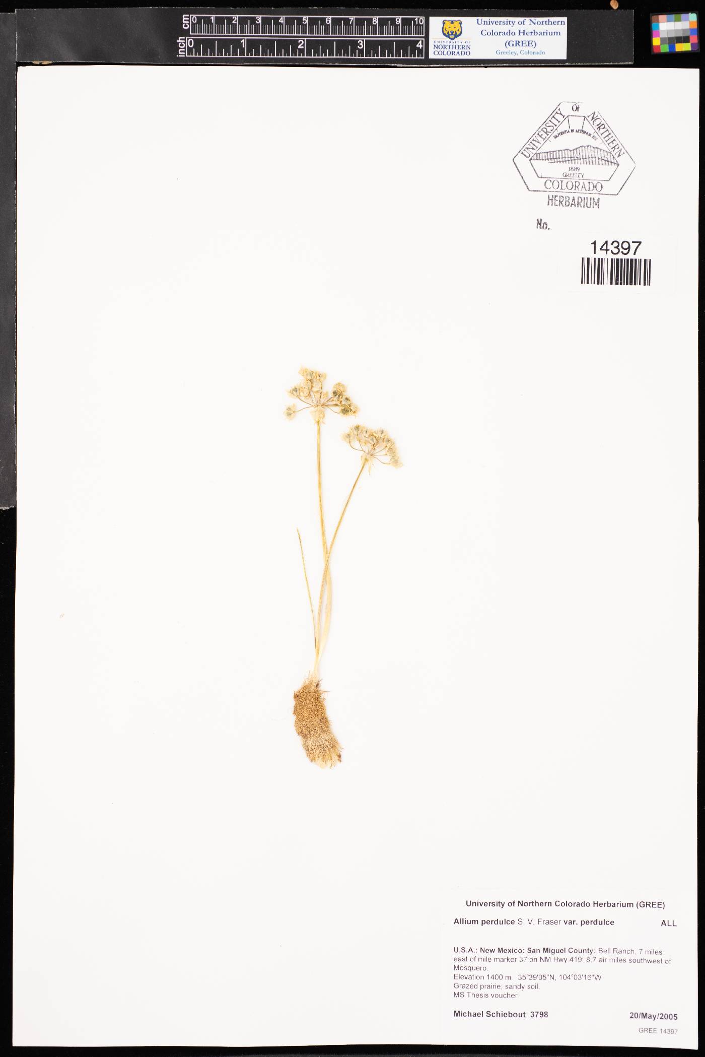Allium perdulce image
