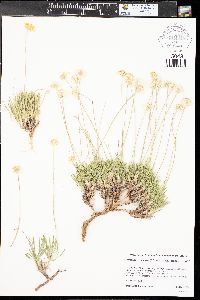 Tetraneuris scaposa var. scaposa image