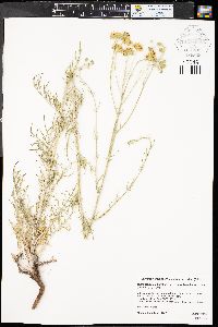 Hymenopappus filifolius var. polycephalus image