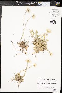 Antennaria parvifolia image