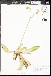 Crepis runcinata image