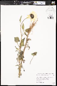 Helianthus petiolaris subsp. petiolaris image
