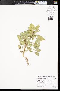 Chenopodium fremontii image