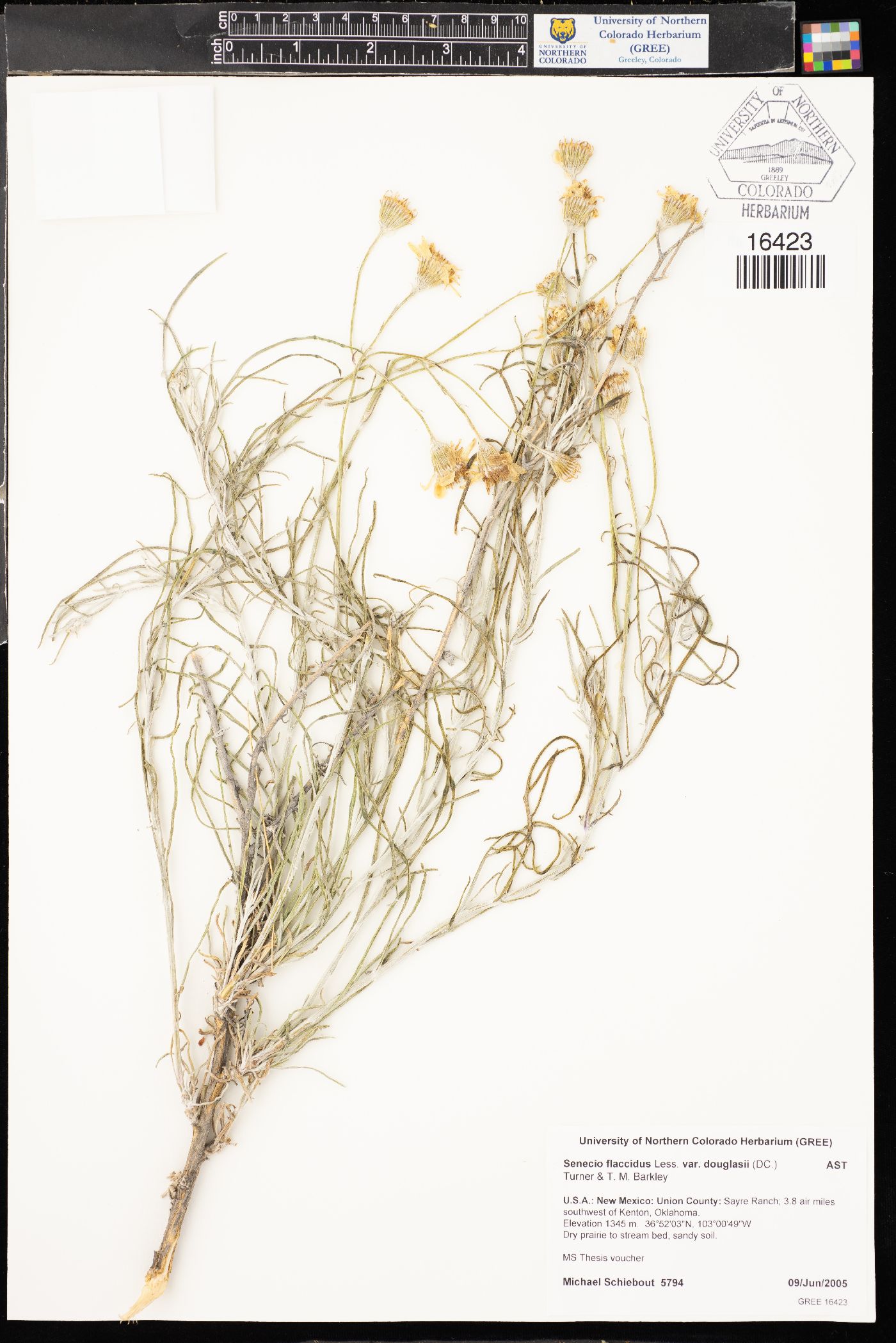 Senecio flaccidus var. douglasii image