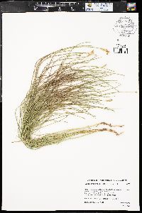 Lygodesmia juncea image