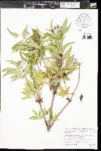 Sambucus racemosa subsp. racemosa image