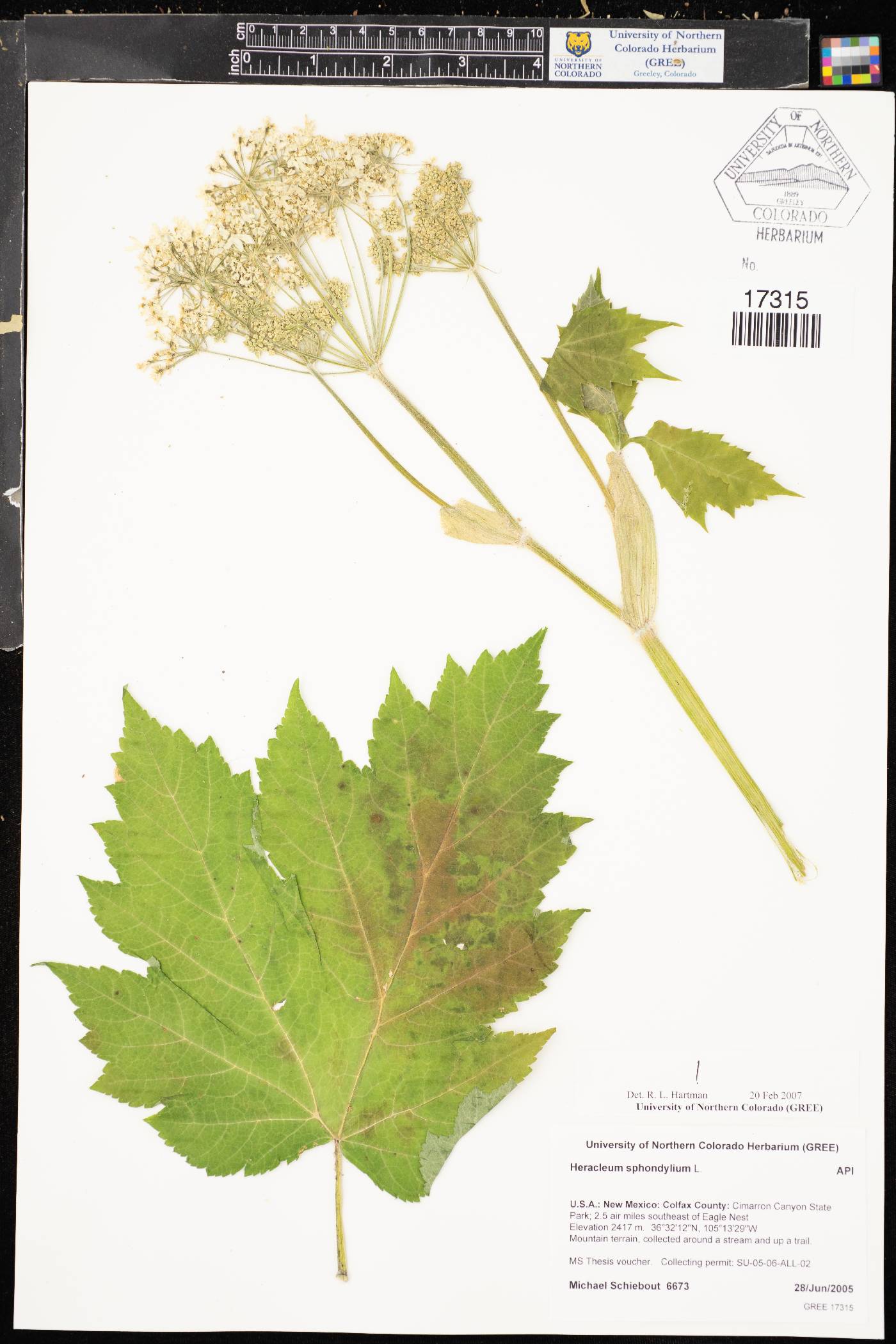 Heracleum sphondylium image