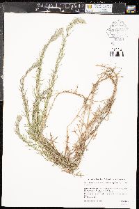 Artemisia ludoviciana subsp. incompta image