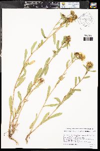 Grindelia squarrosa image