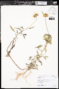 Helianthus petiolaris image