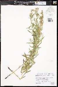 Lithospermum multiflorum image