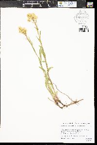 Solidago missouriensis var. missouriensis image