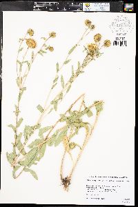 Grindelia squarrosa image