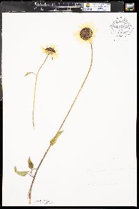 Helianthus petiolaris subsp. petiolaris image