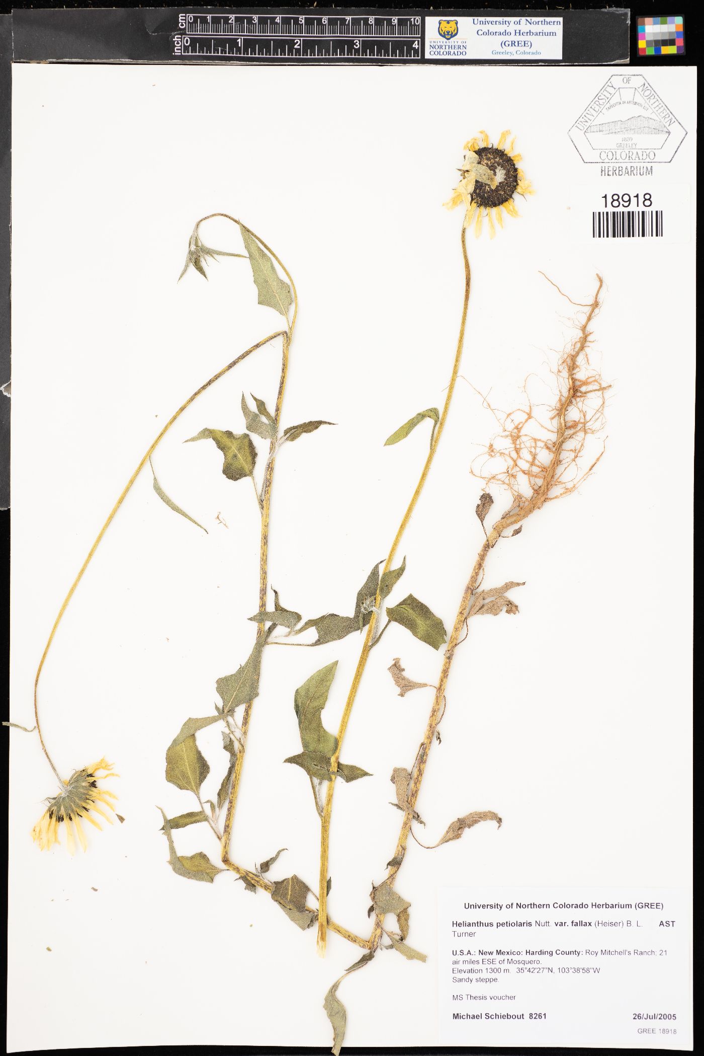 Helianthus petiolaris subsp. fallax image