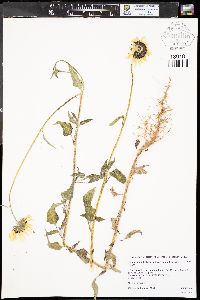 Helianthus petiolaris subsp. fallax image