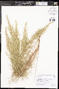 Artemisia filifolia image