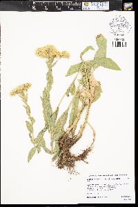 Solidago canadensis var. gilvocanescens image