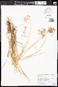 Allium cernuum image