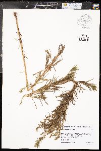 Artemisia dracunculus image