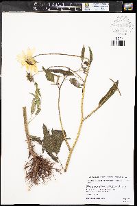 Helianthus petiolaris subsp. fallax image