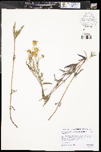 Heliomeris multiflora var. nevadensis image