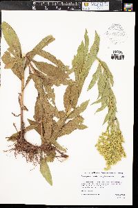 Solidago canadensis var. gilvocanescens image