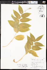 Maianthemum racemosum subsp. amplexicaule image