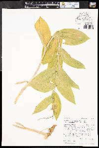 Maianthemum racemosum subsp. amplexicaule image