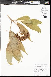 Sambucus racemosa subsp. racemosa image