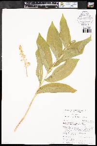 Maianthemum racemosum subsp. amplexicaule image