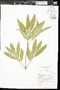 Sambucus racemosa subsp. racemosa image