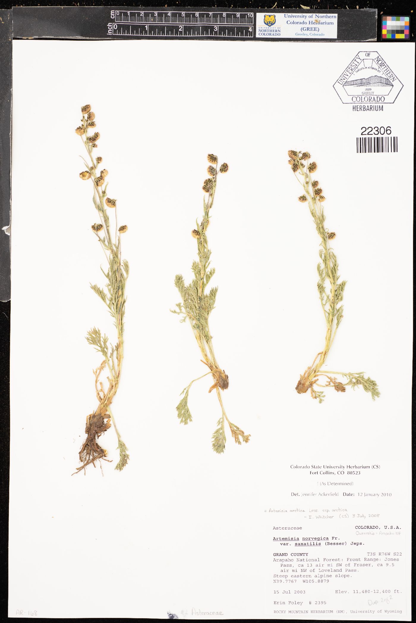 Artemisia arctica subsp. arctica image