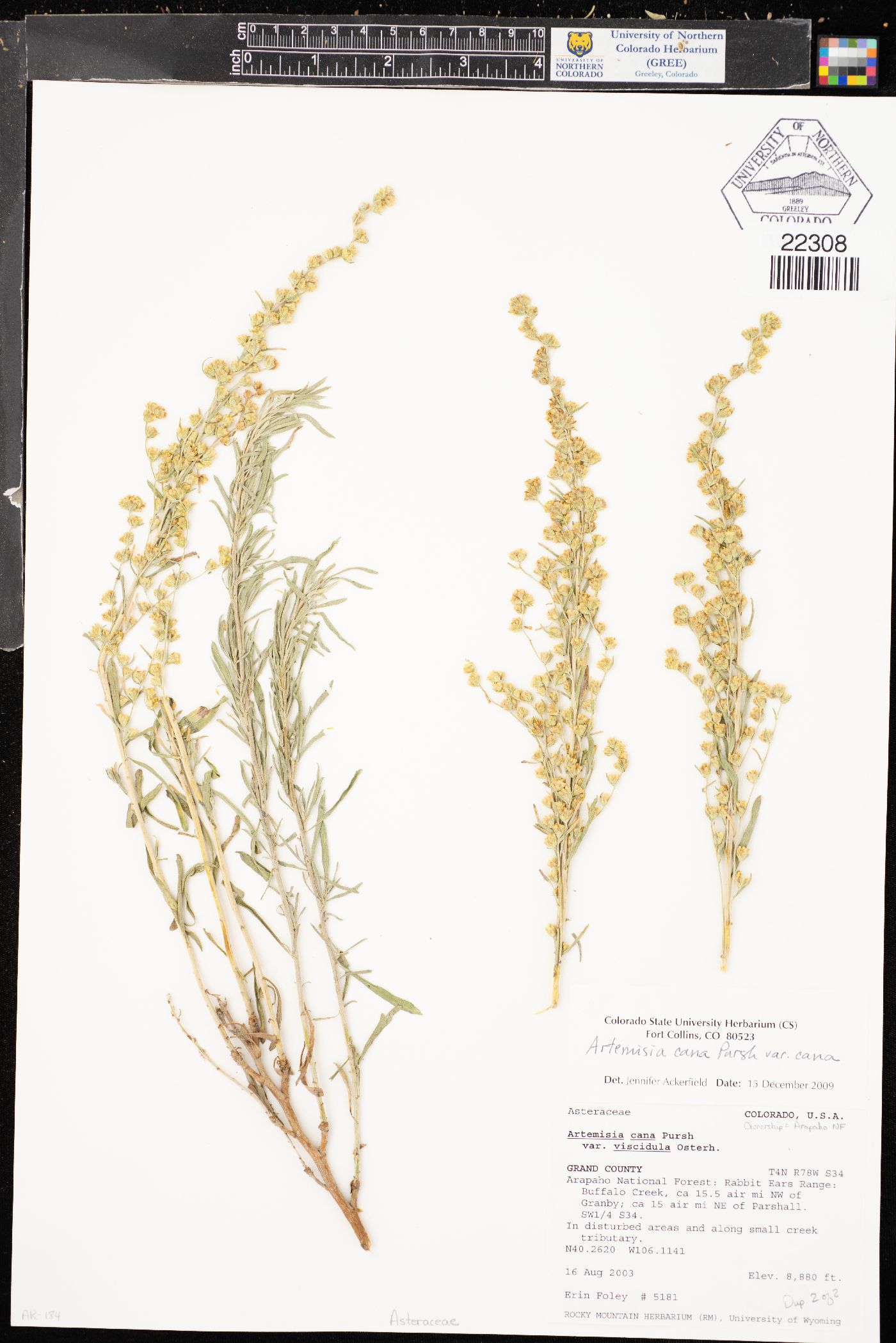 Artemisia cana subsp. cana image