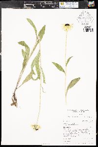 Rudbeckia hirta var. pulcherrima image