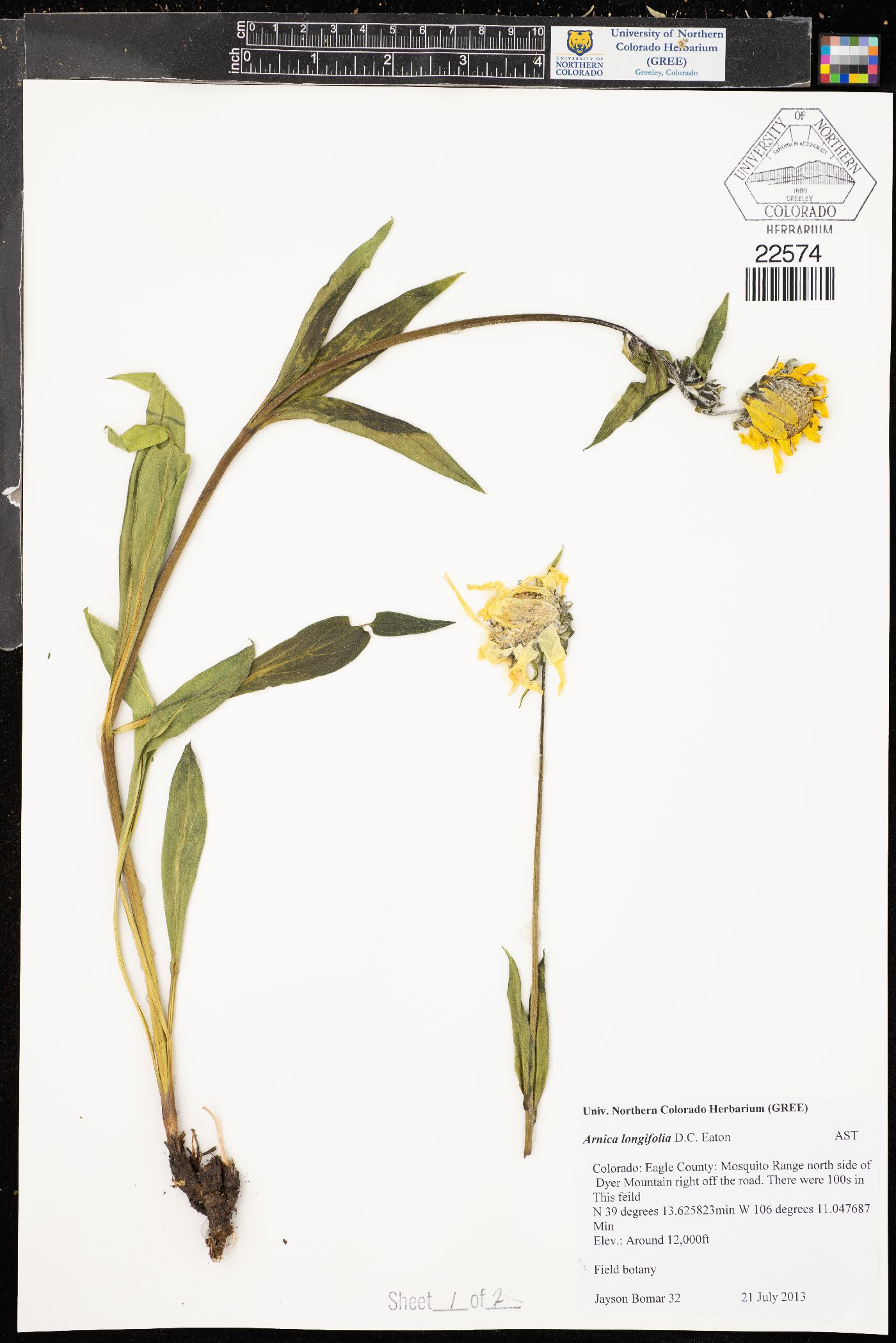 Arnica longifolia image