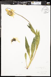 Arnica longifolia image