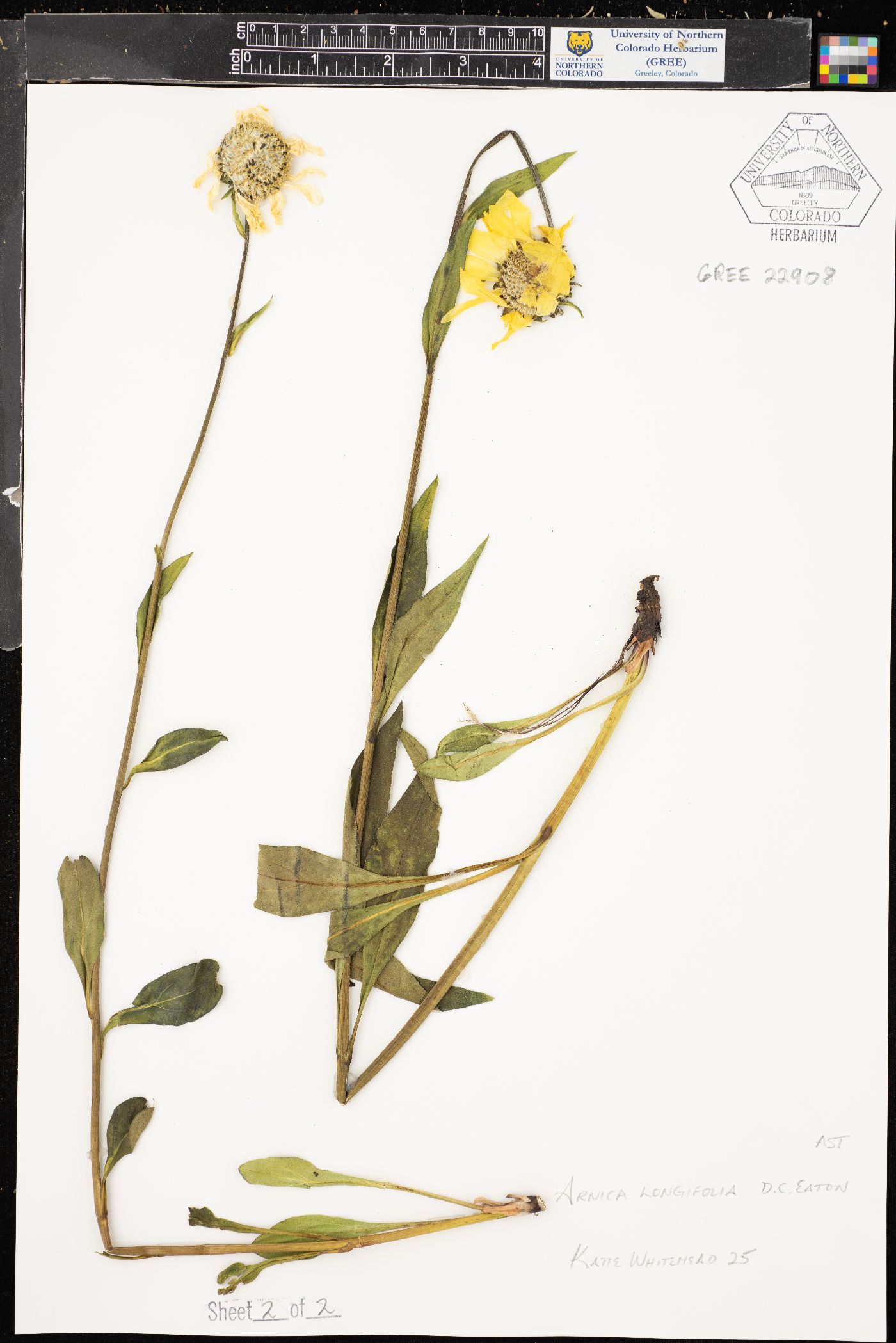Arnica longifolia image