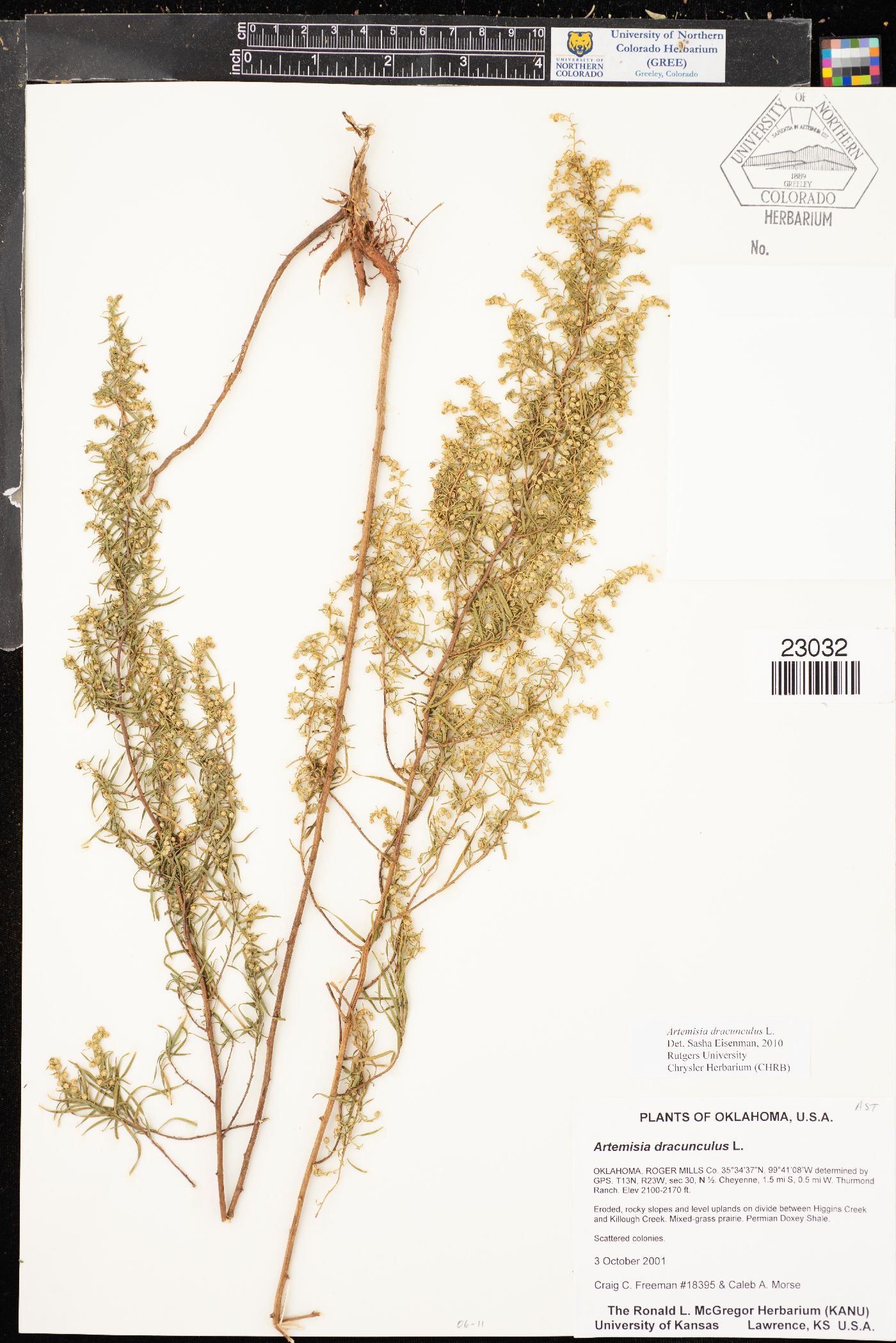 Artemisia dracunculina image