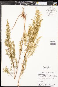 Artemisia dracunculina image