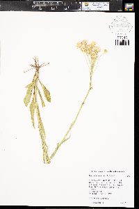 Senecio integerrimus image