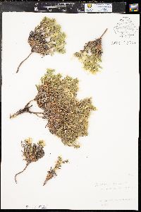 Oreocarya revealii image