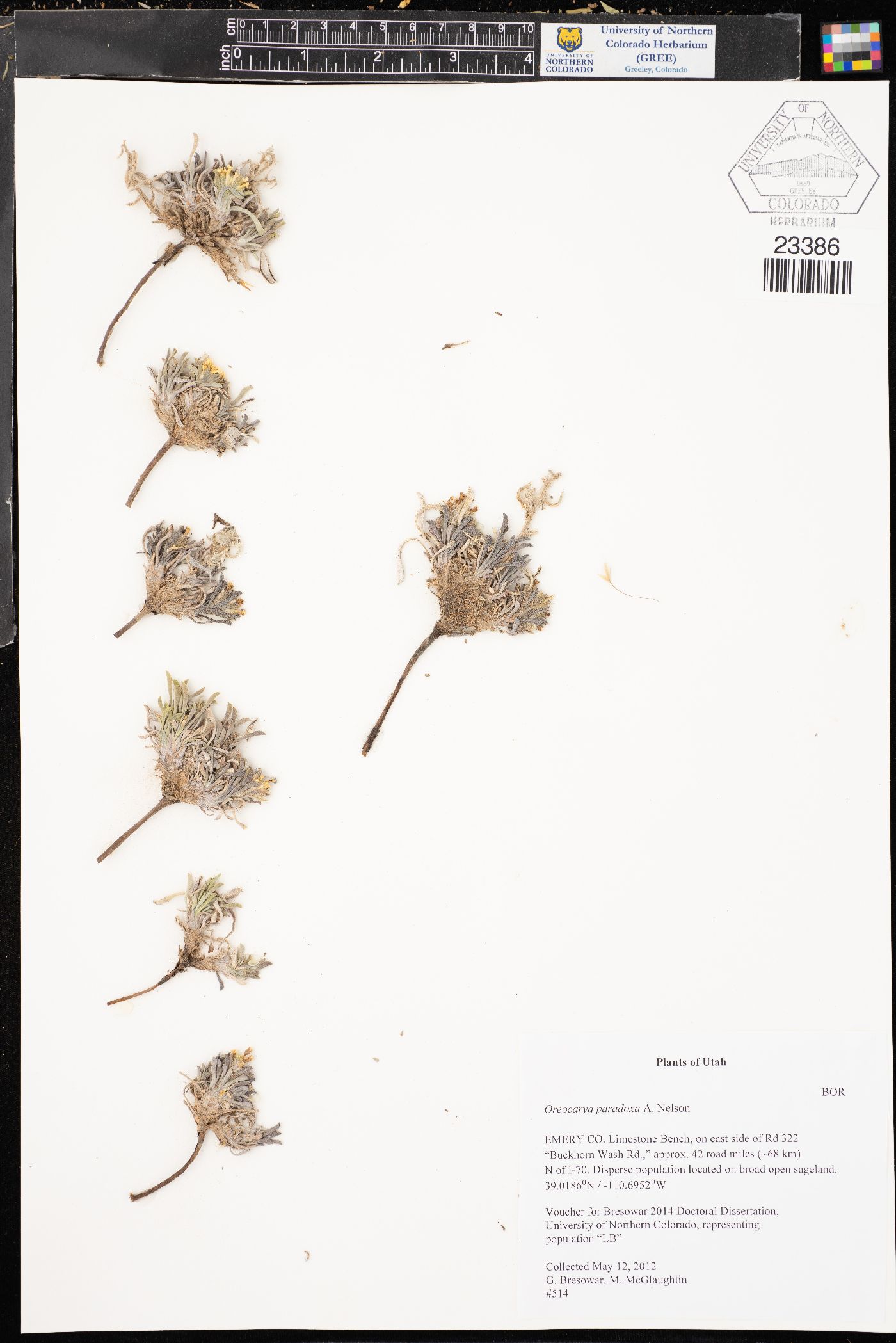 Oreocarya paradoxa image