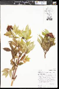 Sambucus racemosa subsp. racemosa image