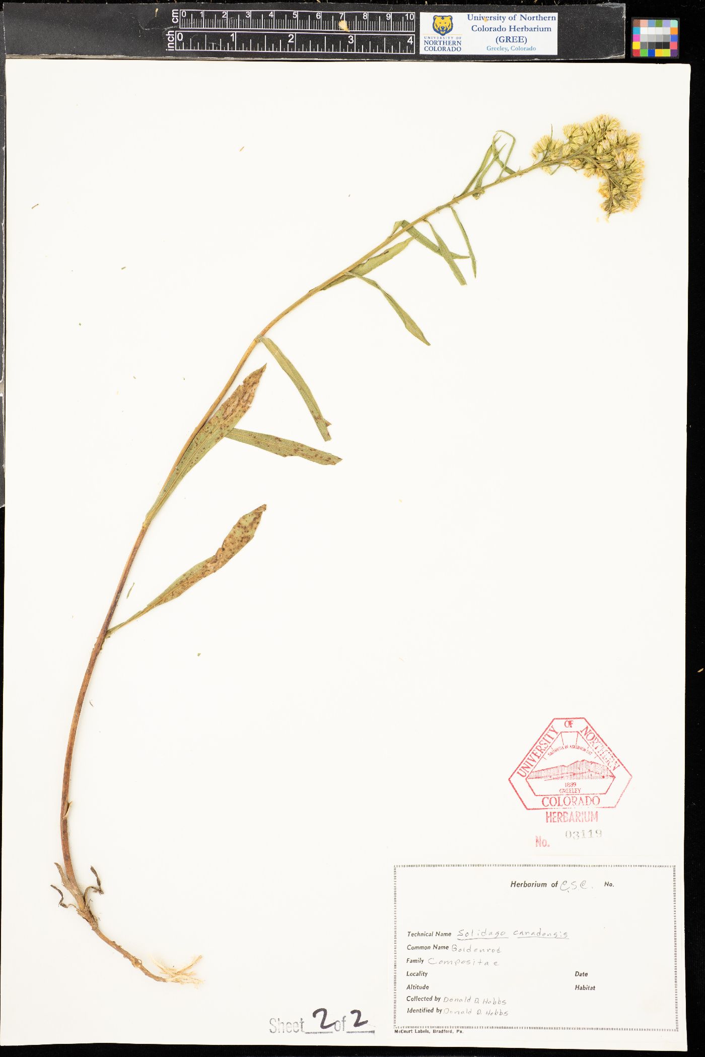 Solidago pallida image