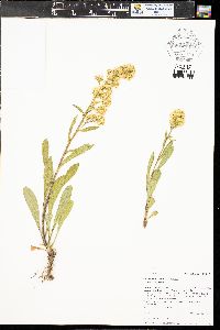 Solidago simplex image