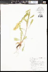 Solidago simplex image